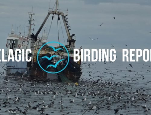 Cape Town Pelagic Trip Report: 12 July 2026