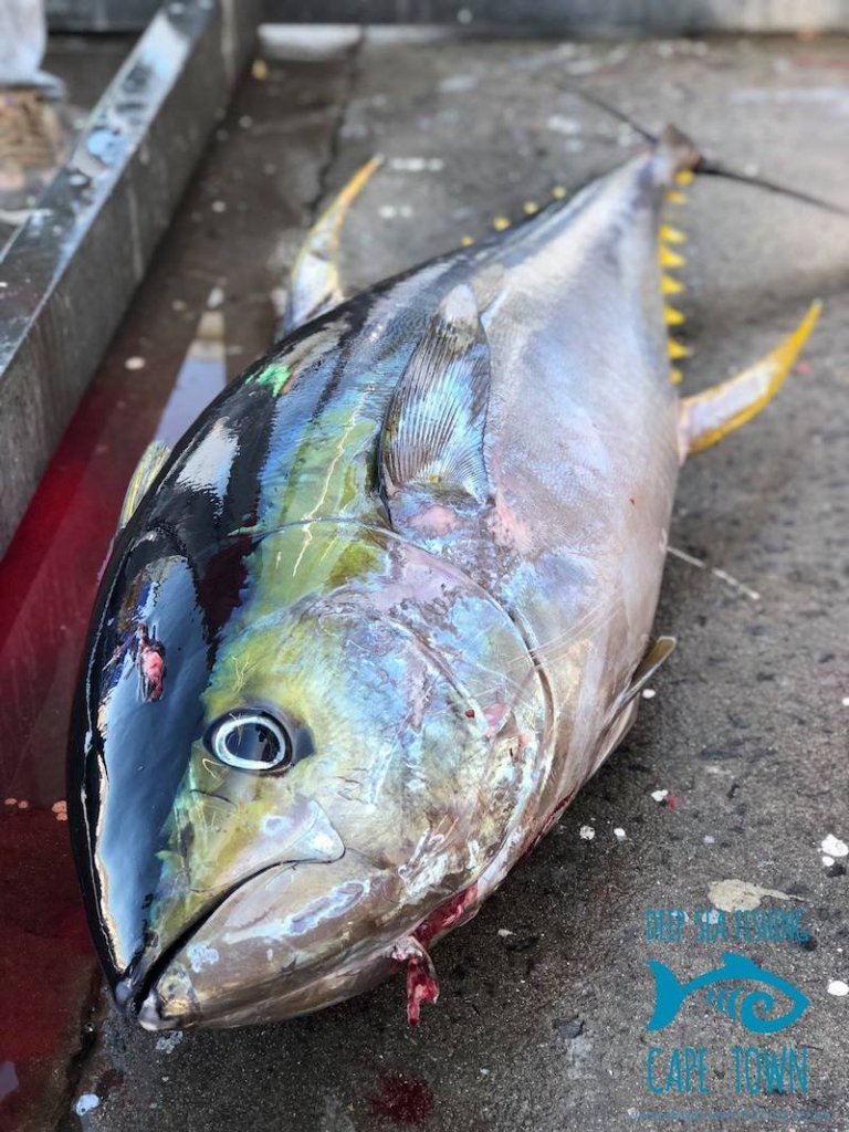 yellowfin tuna fishing cape town fishing charters 1