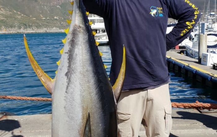 Yellowfin Tuna Fishing Feb 2019 2