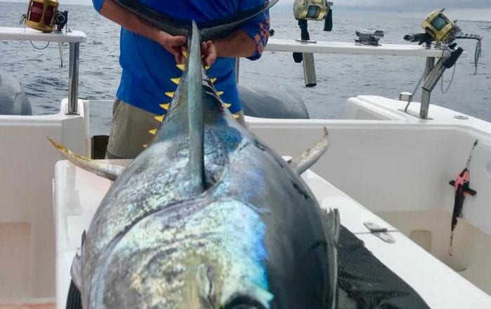 Yellowfin Tuna Fishing - Hout Bay - Cape Town 3