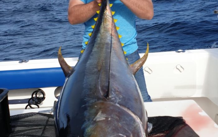 yellowfin tuna fishing carters cape town - deep sea fishing 1