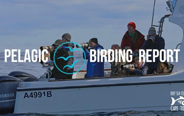 Pelagic Birding Charters Cape Town - Birding Report