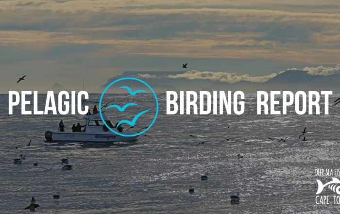 Pelagic Birding Charters Cape Town - Birding Report