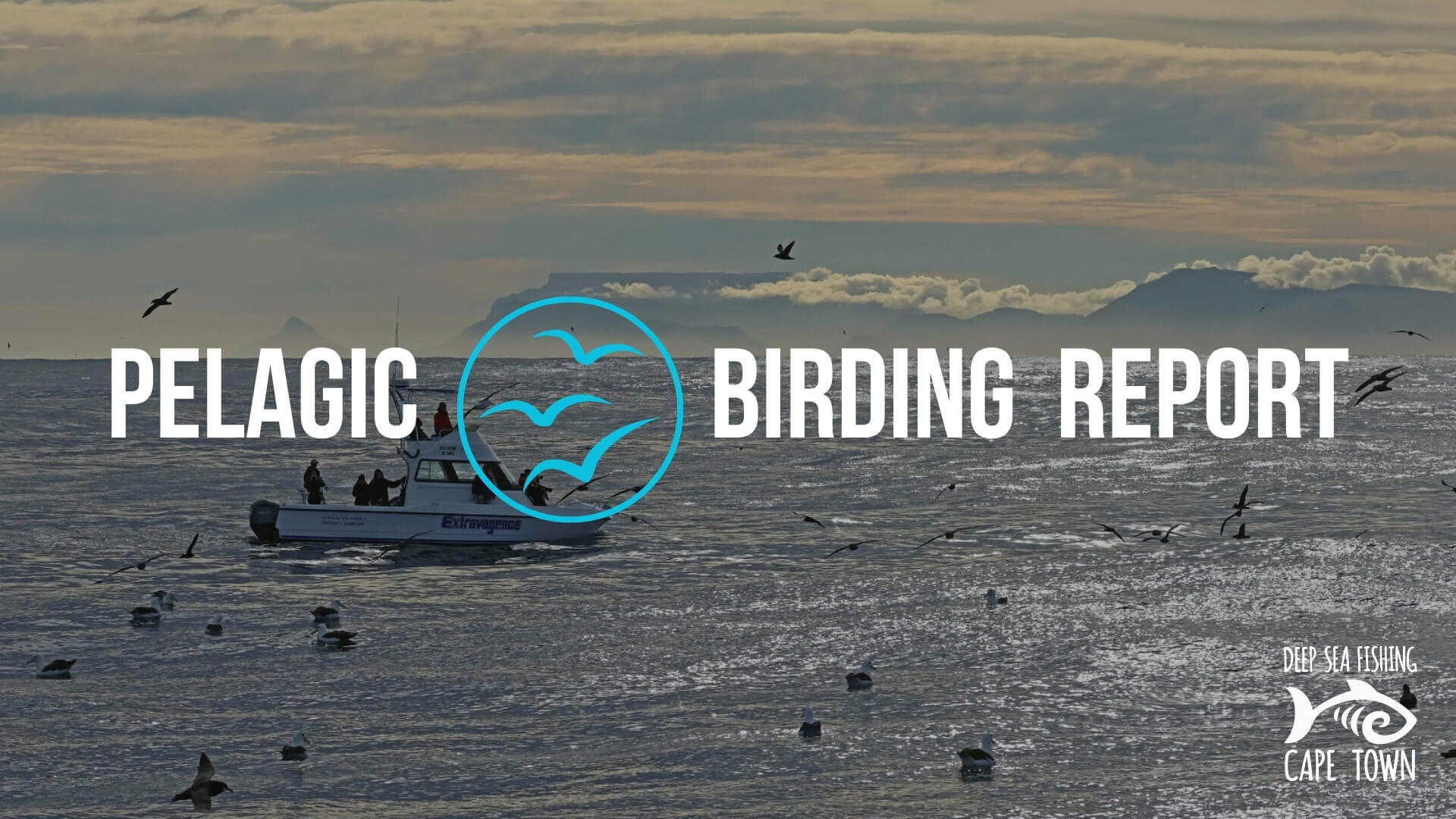 Cape Town Pelagic Trip Report: 27 June 2026