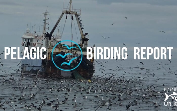 Pelagic Birding Charters Cape Town - Birding Report
