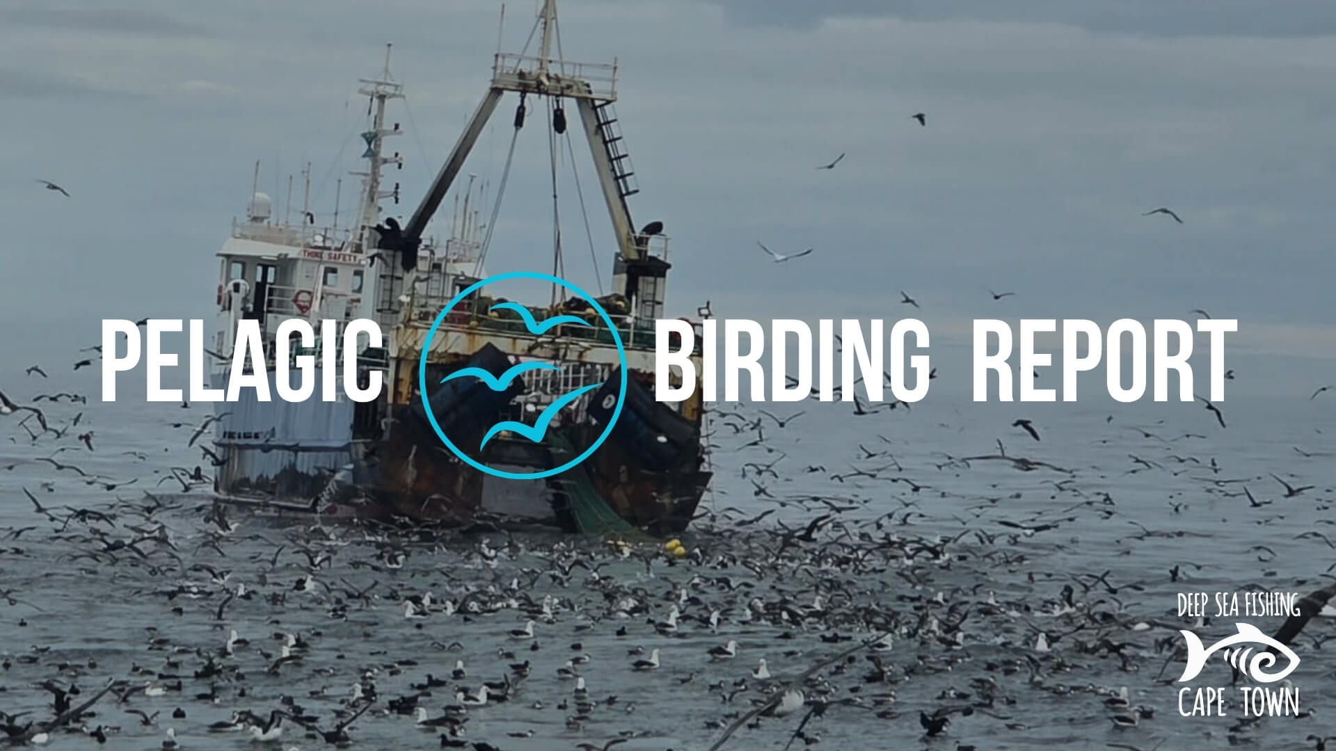 Cape Town Pelagic Trip Report: 12 July 2026