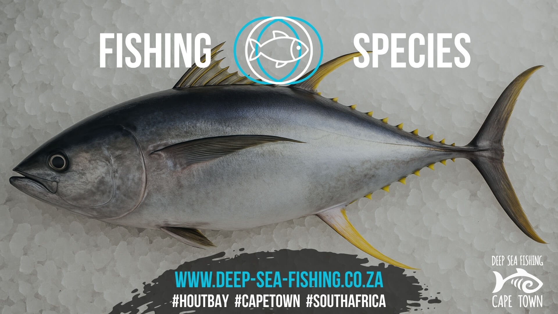 Deep Sea Fishing Charters Cape Town Fishing Tours Hout Bay