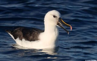 pelagic birding tours cape town pelagic birding trip pelagic birding tours cape town pelagic birding trip