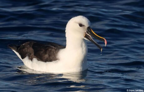 pelagic birding tours cape town pelagic birding trip pelagic birding tours cape town pelagic birding trip