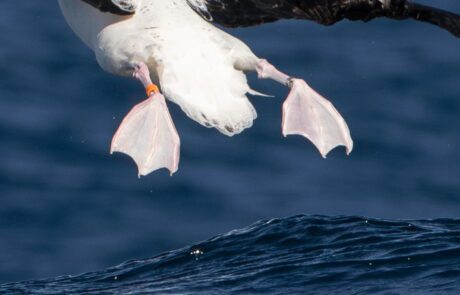 pelagic birding tours cape town pelagic birding trip – – 02 pelagic birding tours cape town pelagic birding trip