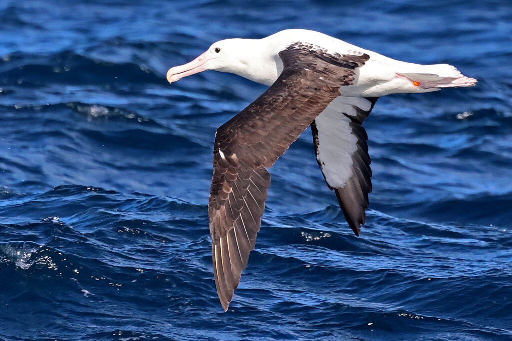 pelagic birding tours cape town pelagic birding trip Albatross gliding low over the ocean swell during a Cape Town pelagic birding trip