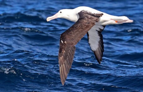 pelagic birding tours cape town pelagic birding trip pelagic birding tours cape town pelagic birding trip