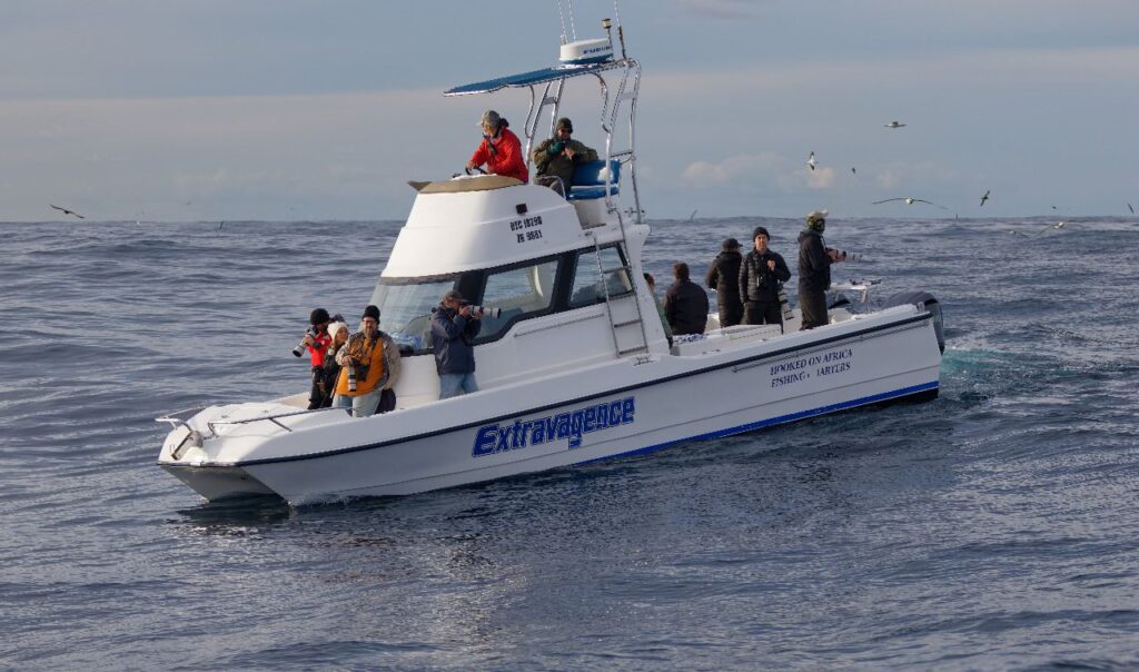 pelagic birding tours cape town pelagic birding trip Flock of seabirds gathering over deep water off the Cape Town coastline