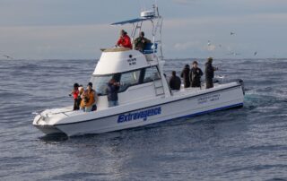 pelagic birding tours cape town pelagic birding trip pelagic birding tours cape town pelagic birding trip
