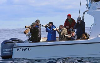 pelagic birding tours cape town pelagic birding trip – – 07 pelagic birding tours cape town pelagic birding trip