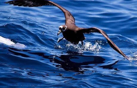 pelagic birding tours cape town pelagic birding trip – – 11 pelagic birding tours cape town pelagic birding trip