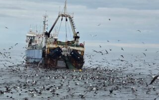 pelagic birding tours cape town pelagic birding trip pelagic birding tours cape town pelagic birding trip