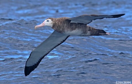 pelagic birding tours cape town pelagic birding trip – – 14