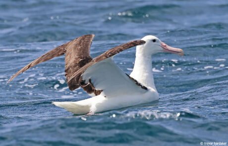 pelagic birding tours cape town pelagic birding trip – – 15